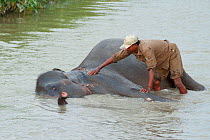 Asian elephant (Elephas maximus) mahout washing elephant in river, Kaziranga National Park, India.