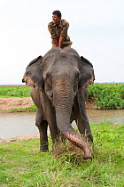 Mahout riding Asian elephant (Elephas maximus) Kaziranga National Park, India, April 2012.