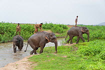 Domestic Asian elephants (Elephas maximus) crossing river, with mahouts standing on back, Kaziranga National Park, India 2012.