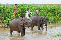 Domestic Asian elephant (Elephas maximus) washing in river, with mahouts standing on back, Kaziranga National Park, India 2012.
