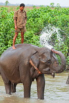 Domestic Asian elephant (Elephas maximus) washing in river, with mahout standing on back, Kaziranga National Park, India.