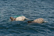 Risso's dolphins (Grampus griseus) two surfacing, Baja California, Mexico