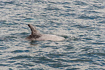 Risso's dolphin (Grampus griseus) surfacing, Baja California, Mexico