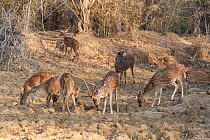 Axis Deer (Axis axis) herd grazing, Tadoba National Park, India.