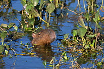 Capybara (Hydrochaeris hydrochaeris) at surface of water, Pantanal, Brazil.