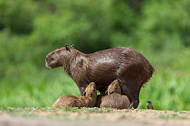 Capybara (Hydrochaeris hydrochaeris) mother with suckling babies, Pantanal, Brazil.