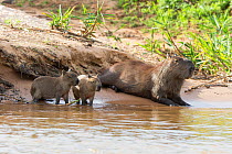 Capybara (Hydrochaeris hydrochaeris) mother and babies, Pantanal, Brazil.