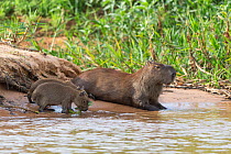 Capybara (Hydrochaeris hydrochaeris) mother and babies, Pantanal, Brazil.