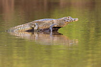 Spectacled caiman (Caiman crocodilus) basking on rock, Pantanal, Brazil.