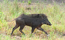 Wild boar (Sus scrofa) Satpura National Park, India.