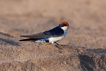 Wire-tailed swallow (Hirundo smithi) on ground, Satpura National Park, India.