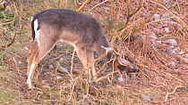 Young male Fallow deer (Dama dama) scent marking foliage. Cannock Chase, Staffordshire, UK.