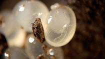 Slug embryo, species unknown, moving in egg case. UK.