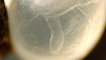 Close-up slug embryo, species unknown, moving in egg case. Birmingham UK