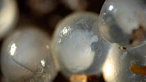 Group of slug embryos, species unknown, moving in egg cases. UK.