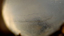 Close-up slug embryo, species unknown, moving in egg case. UK.