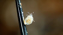 Close up shot of terrestrial mite, species unknown, on needle. UK.
