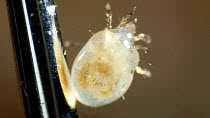 Close up shot of terrestrial mite, species unknown, on needle. UK.
