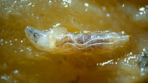 Larva of Fruit fly (Drosophila melanogaster) feeding on apple, UK.