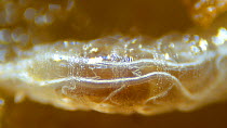 Close-up larva of Fruit fly (Drosophila melanogaster) showing internal structure, UK