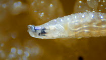 Close-up larva of Fruit fly (Drosophila melanogaster) showing mouth parts. UK