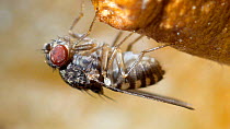 Fruit fly (Drosophila melanogaster) reguritating on apple and walking away.
