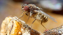 Fruit fly (Drosophila melanogaster) cleaning itself on apple and regurgitating. UK