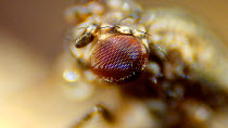 Fruit fly (Drosophila melanogaster) close-up of eye.