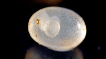 Slug embryo, species uncertain, moving in egg case. UK.
