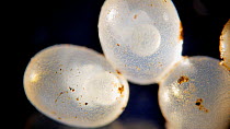 Slug embryos, species unknown, moving in egg cases. UK