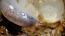 Close shot of newly hatched slug (unknown species) moving over developing eggs. UK.