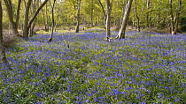 Bluebells (Hyancinthoides non-scripta) in birch woodland, pan from right to left. Millison's Wood, Meriden, Birmingham UK.