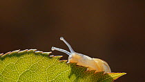Banded snail (Cepaea nemoralis) moving on backlit rose leaf,  UK.