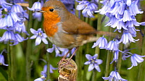 European robin (Erithacus rubecula) perched next to bluebells and taking off,  UK. May.