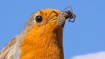 European robin (Erithacus rubecula) close up with House spider (Tegenaria domestica) prey, perched next to house,  UK. May.