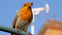 European robin (Erithacus rubecula) with House spider (Tegenaria domestica) prey, perched next to house,  UK. May.
