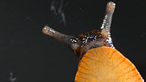 Black arion slug (Arion ater) moving, viewed from beneath showing ripples or pedal waves used for locomotion.