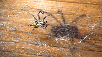 Giant house spider (Tegenaria domestica) on web.