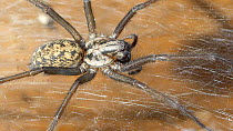 Giant house spider (Tegenaria domestica) on web.