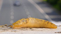 Yellow slug (Limax maximus) moving across bridge over road with traffic in the background. Birmingham, UK. June.