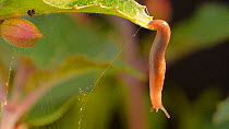 Slug (Species unknown) descending on slime rope from leaf. UK.  June.