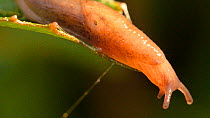 Slug (Species unknown) descending on slime rope from leaf. UK.  June.