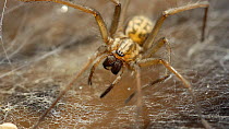Giant house spider (Tegenaria domestica) static shot of spider staying still on web. UK.