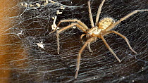 Giant house spider (Tegenaria domestica) on web with spiderling. UK.