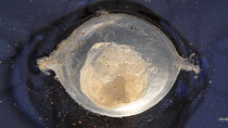 Yellow slug (Limax flavus) back lit embryo moving around in egg case.