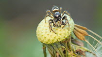 Zebra jumping spider (Salticus scenicus) grooming mandibles with maxillary palps on dandelion seed head,  UK.