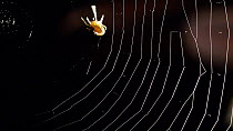 Garden cross spider (Aranea diadematus) constructing web.