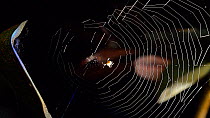 Garden cross spider (Aranea diadematus) constructing web.