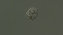 Ciliate Protozoan, a micropscopic organism. Slow motion footage of it moving through sample of freshwater, from River Teifi, Wales, UK. October. Taken with High Magnification Differential Interference...