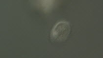 Ciliate Protozoan, a micropscopic organism. Slow motion footage of it spinning around in sample of freshwater, from River Teifi, Wales, UK. October. Taken with High Magnification Differential Interfer...